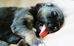 Dog moves his legs when he sleeps. Why is it?