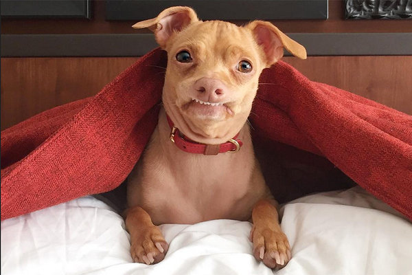 leaving your dog alone