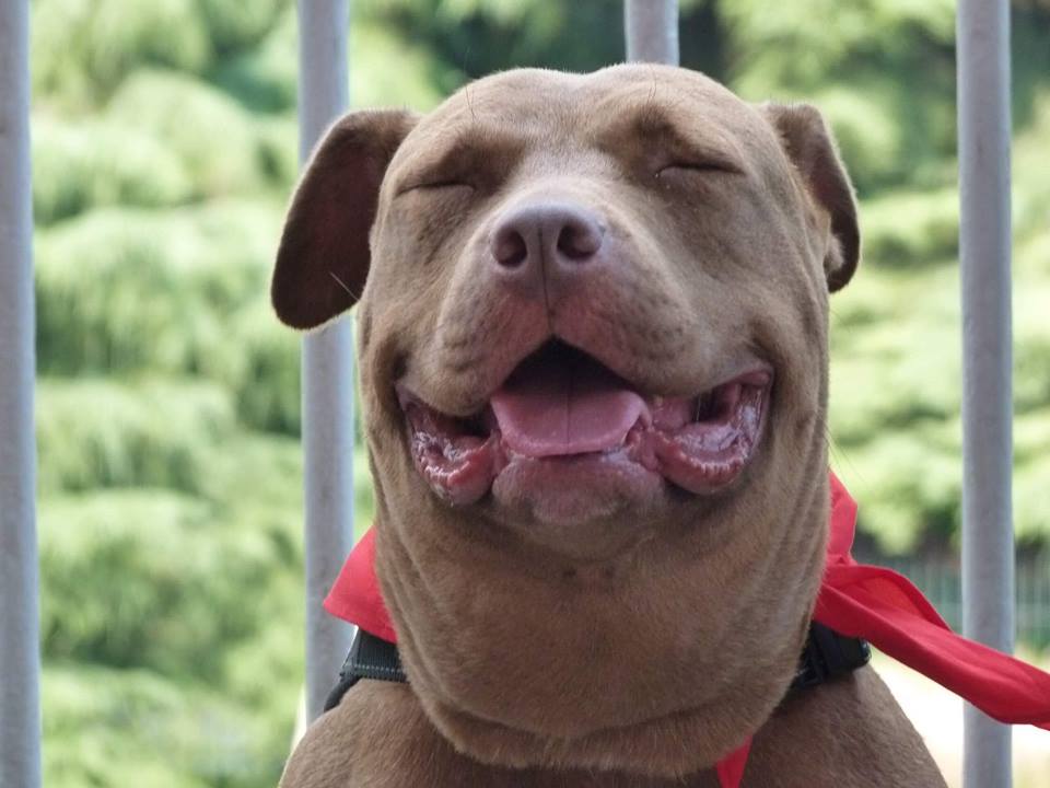 Problemas circulatorios en perros