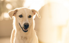 Food allergy on the dog: What to do about it.