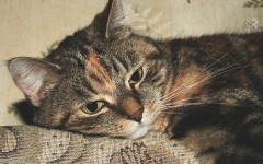 Cat vaccinations: stay up-to-date with the cat vaccinations