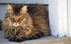 Going on a road trip with your cat? Here's what you should know