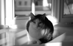 Cat Separation Anxiety: What to do About it