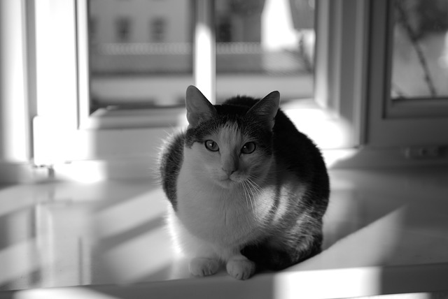 Cat Separation Anxiety: What to do About it