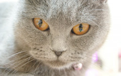 Poisoned cat: how to save a poisoned cat