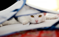 Cat is sich: how to tell if your cat is sick