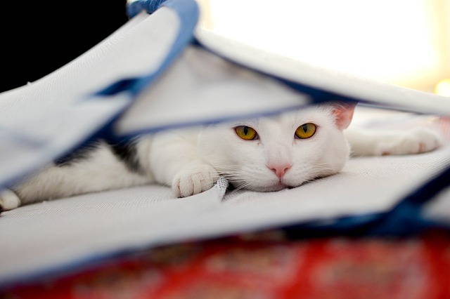 Cat is sich: how to tell if your cat is sick