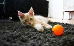 Changes in cat behavior: What could be Causing Them?