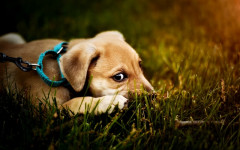 Why Dogs bite Leash and what to do About it