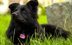 How to Teach a Dog His Name: What you should do