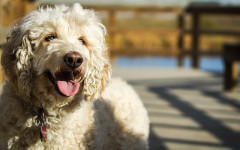 Dog vaccinations: stay on schedule with your dog vaccinations