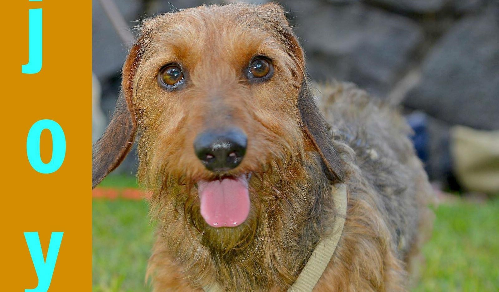 Perro fiel: datos sobre la fidelidad canina