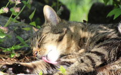 Cat grooming: what you need to know about it