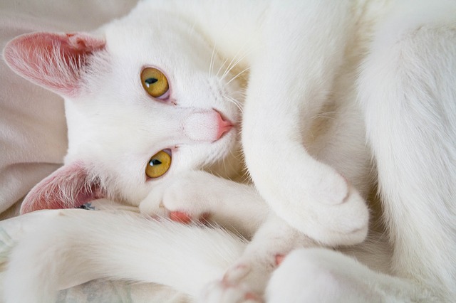 Cat compulsive disorder: causes, symptoms, and treatment