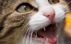 kittie will not stop meowing