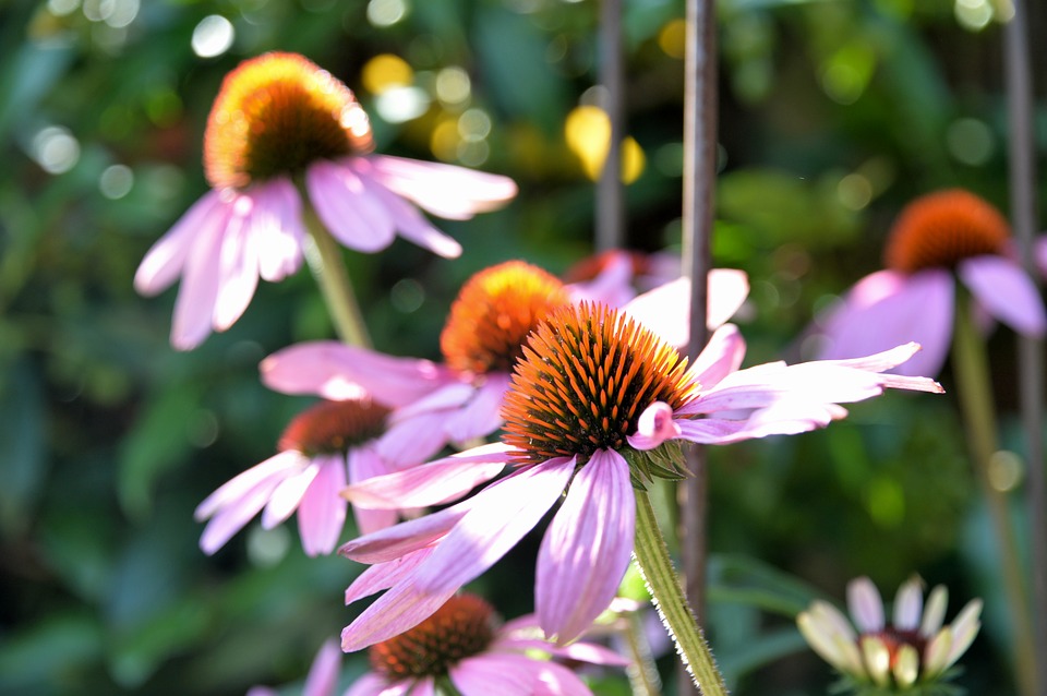 echinacea