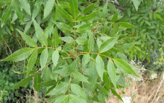 fraxinus