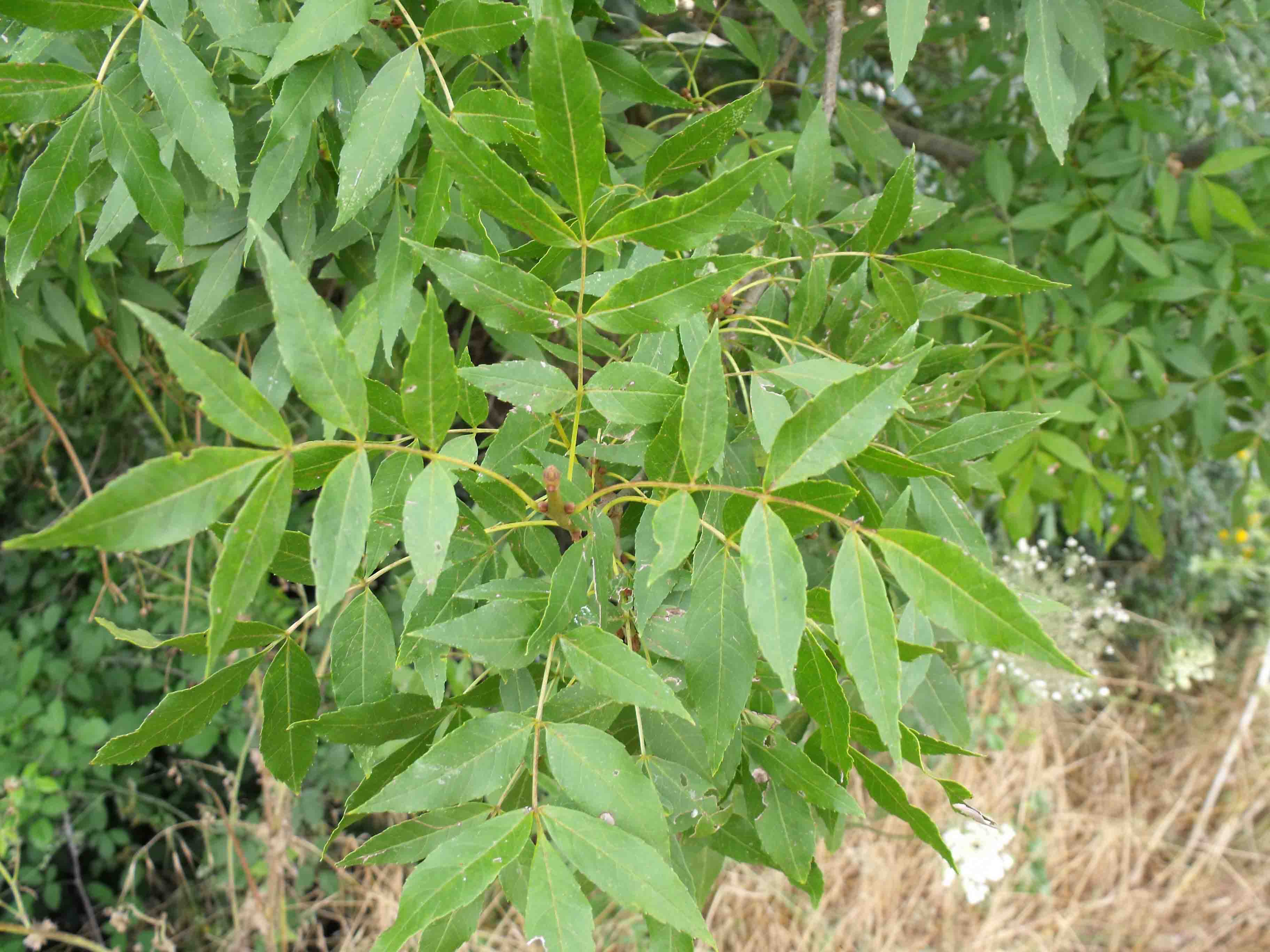 fraxinus