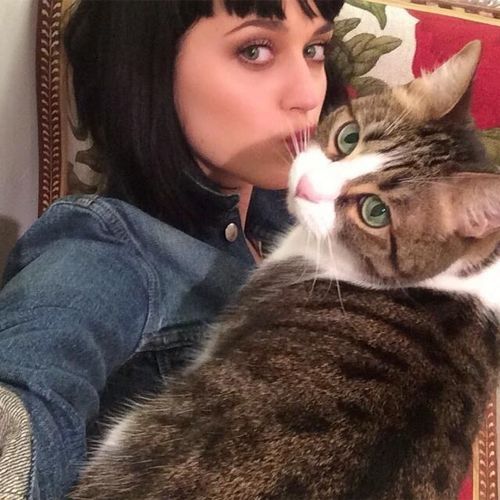 Katy Perry's kitten