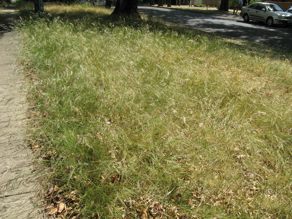 Lawn Herbicides