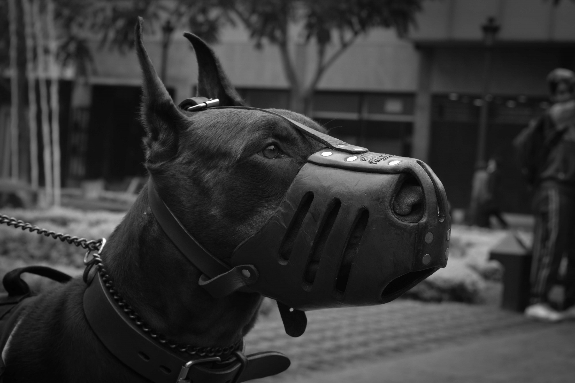 Dog muzzle