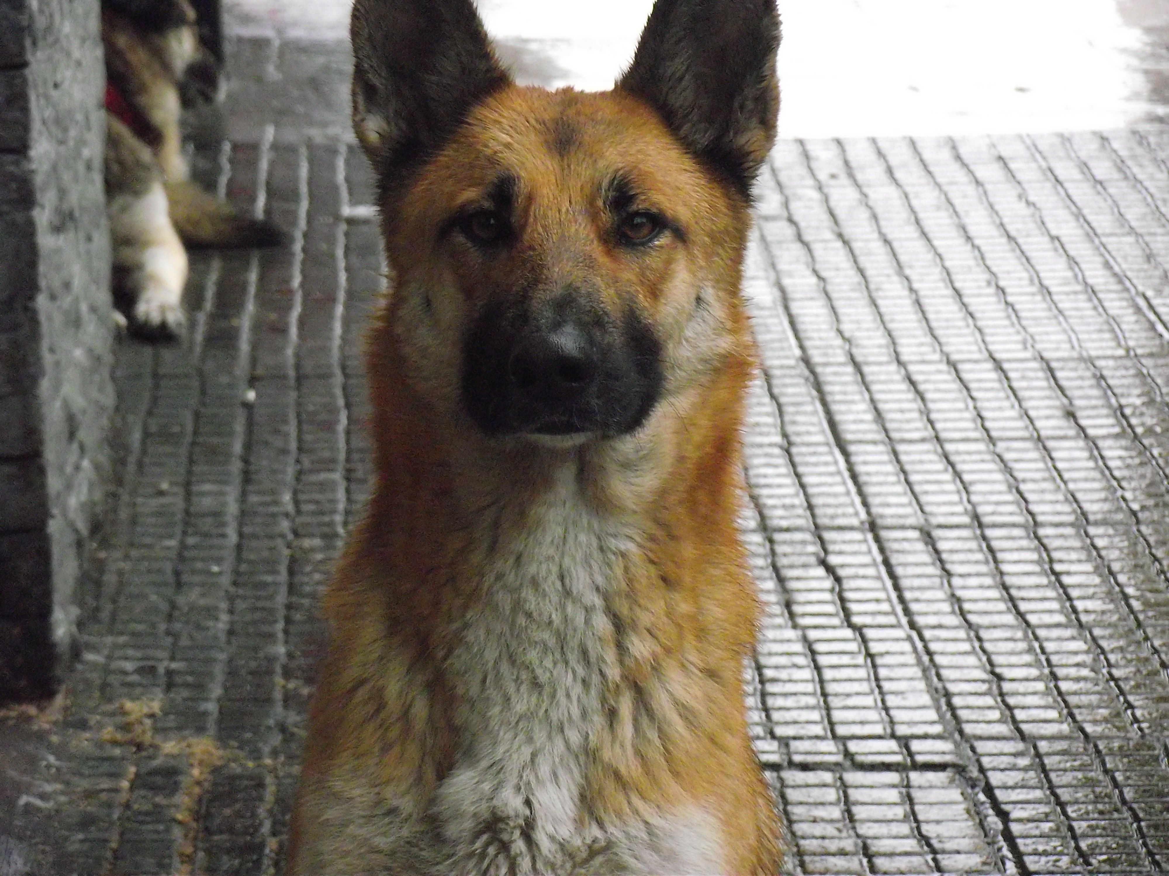 guardia urbana perro