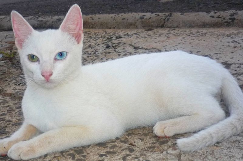 Gato hipoalergénico